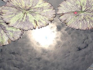 IMG_0902